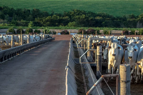 Eine Gruppe Rinder Brasilien Gefangenschaft — Stockfoto