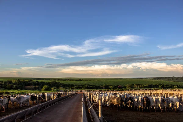 Grupp Nötkreatur Fångenskap Brasilien — Stockfoto