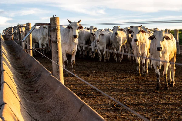 Grupp Nötkreatur Fångenskap Brasilien — Stockfoto