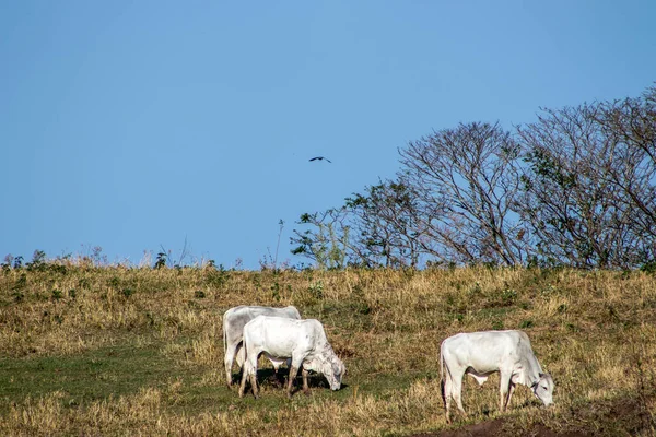 内洛尔牛在巴西的田里吃草 — 图库照片