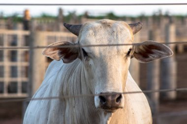 Brezilya 'da bir grup sığır hapsedildi