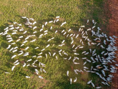 Brezilya 'da Nelore sığırlarının otlaktaki hava manzarası
