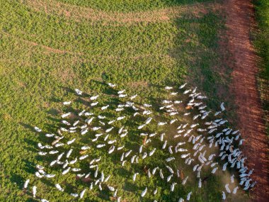 Brezilya 'da Nelore sığırlarının otlaktaki hava manzarası