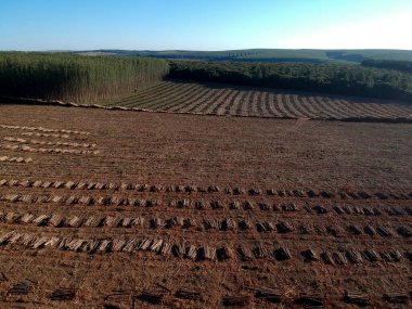 Brezilya 'da odun kesmek için toplanan Okaliptüs ağaçlarının havadan görünüşü