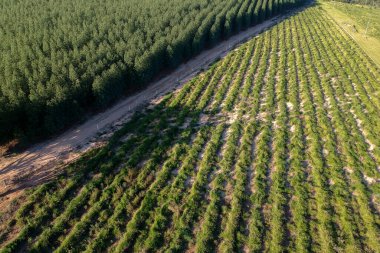 Brezilya 'ya okaliptüs ekilmiş bir tarlanın insansız hava görüntüsü