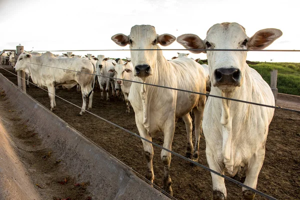 Grupp Nötkreatur Fångenskap Brasilien — Stockfoto