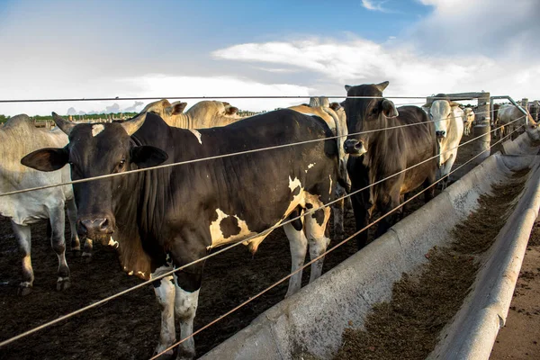 Grupp Nötkreatur Fångenskap Brasilien — Stockfoto