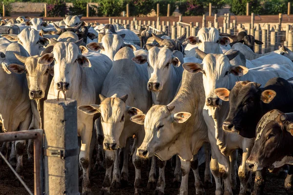 Grupo Ganado Confinamiento Brasil —  Fotos de Stock