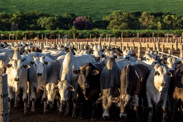 Eine Gruppe Rinder Brasilien Gefangenschaft — Stockfoto