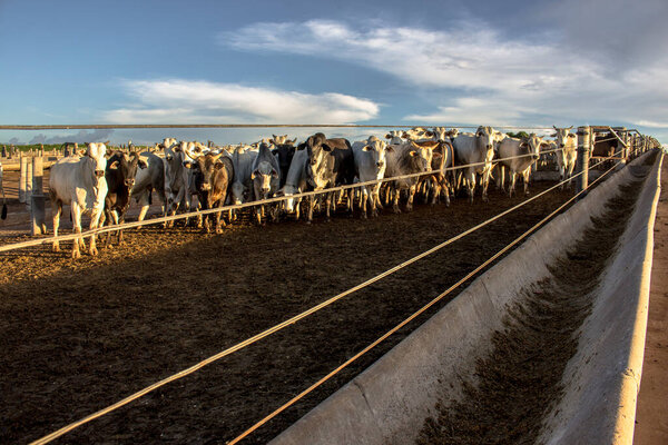 A group of cattle in confinement in Brazil