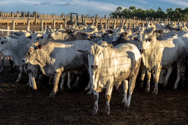 Группа Скота Заключении Бразилии — стоковое фото