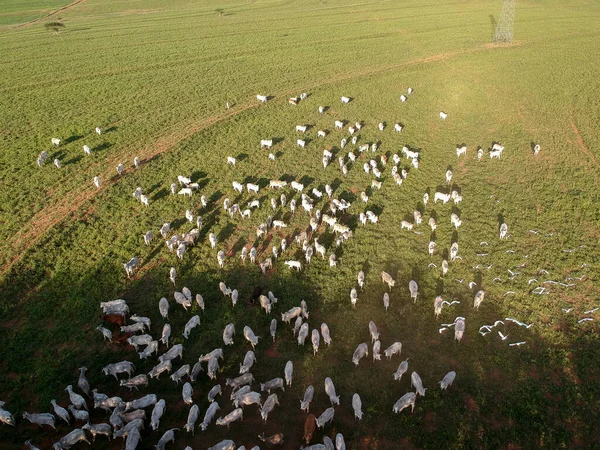 Vista Aérea Del Ganado Nelore Pastos Brasil —  Fotos de Stock