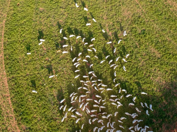 Vista Aérea Gado Nelore Pastagem Brasil — Fotografia de Stock