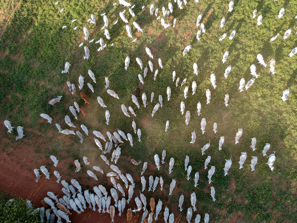 Aerial view of Nelore cattle on pasture in Brazil