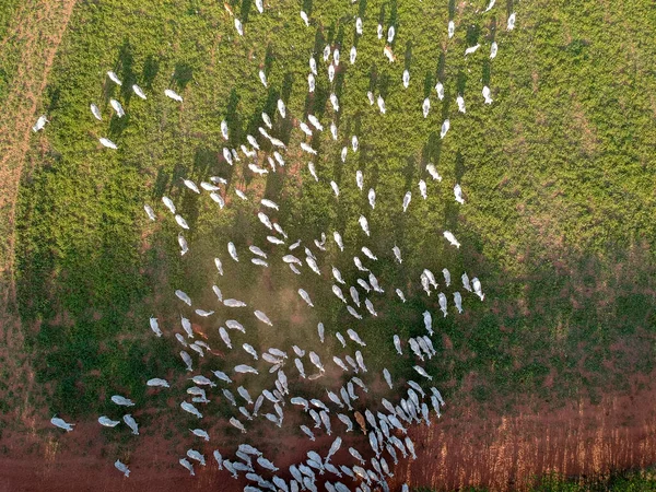 Vista Aérea Gado Nelore Pastagem Brasil — Fotografia de Stock