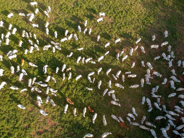 브라질의 목장에서 식하는 소들을 공중에서 — 스톡 사진
