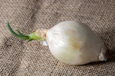 Brezilya 'da kenevir arkaplanda beyaz soğan