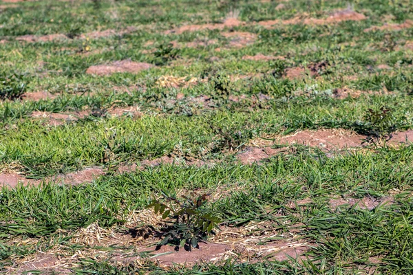 Terreno Con Piantine Eucalipto Brasile — Foto Stock