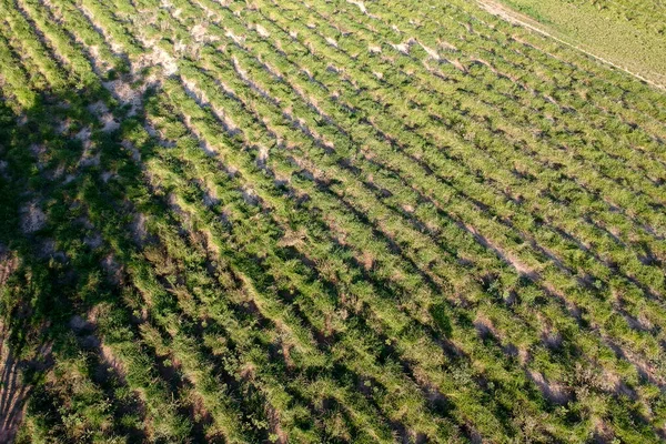 Veduta Aerea Fatta Drone Campo Con Piantine Eucalipto Piantate Brasile — Foto Stock