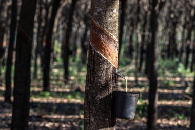 Lastik çıkarmak için lastik tarlası, lastik üretiminde ham madde, Sao Paulo Eyaleti, Brezilya