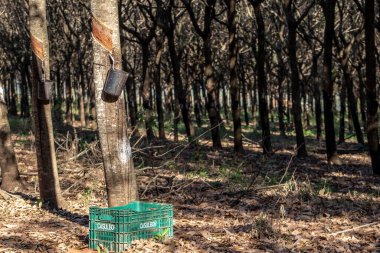Galia, Sao Paulo, Brezilya, 31 Temmuz 2020. Lastik çıkarmak için lastik tarlası, lastik üretiminde ham madde, Sao Paulo Eyaleti, Brezilya