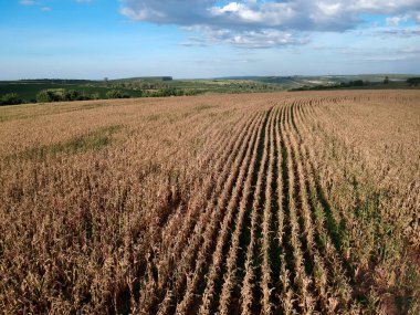 Brezilya 'daki bir mısır tarlasından insansız hava aracı görüntüsü