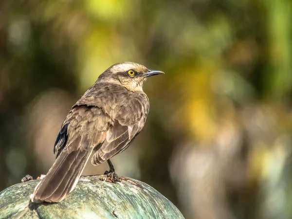 Gorrión Pájaro Passer Domesticus Posado Cabeza Una Estatua Brasil —  Fotos de Stock