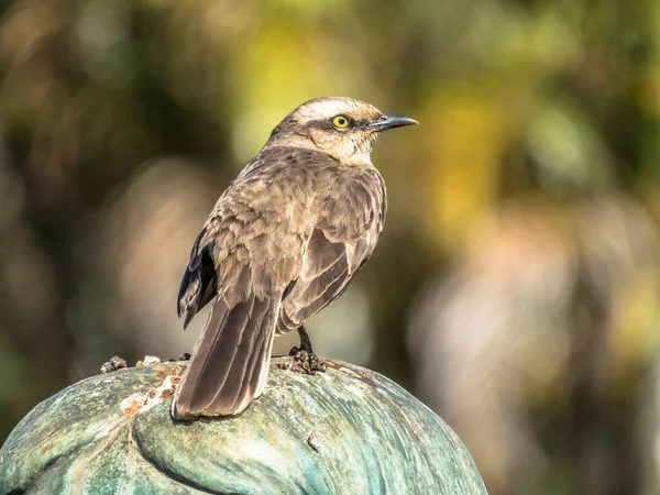 Brezilya Bir Heykelin Başına Tünemiş Kuş Serçesi Passer Domesticus — Stok fotoğraf