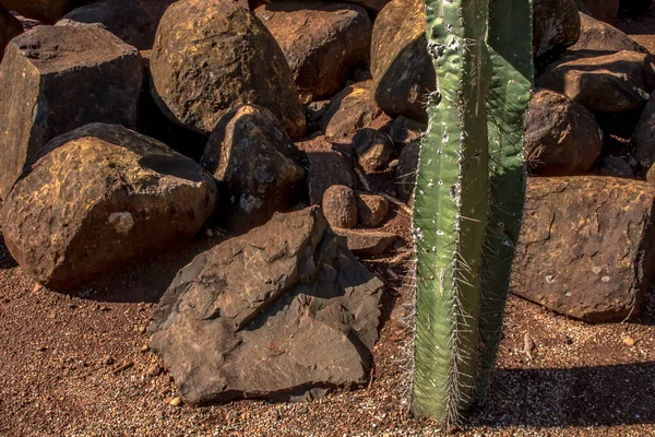 Cactus Tussen Een Hoop Stenen Brazilië — Stockfoto