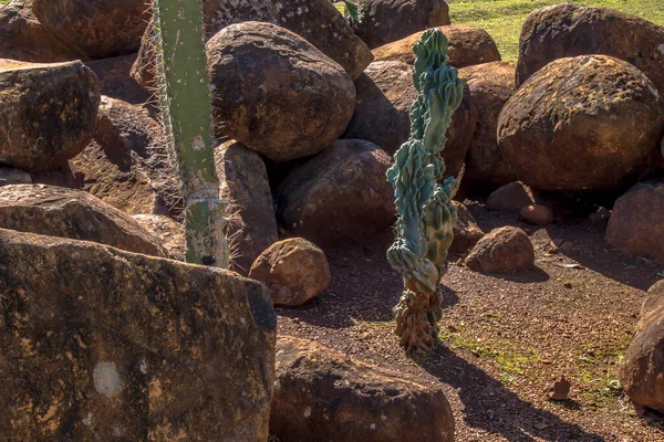 Kaktus Wśród Sterty Kamieni Brazylii — Zdjęcie stockowe