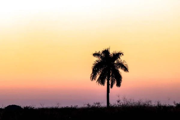 Silhouet Van Palmbomen Tijdens Een Zonsondergang Brazilië — Stockfoto