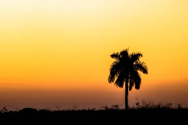 Silhouette Palmier Lors Coucher Soleil Brésil — Photo