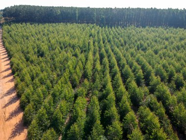 Brezilya 'daki genç bir okaliptüs çiftliğinin havadan görünüşü