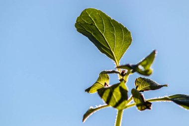 Ağaç Basili, Brezilya 'da mavi gökyüzü arka planına sahip bahçedeki Caraway bitkisi (Çalı Fesleğeni, Ahşap Gratissimum)