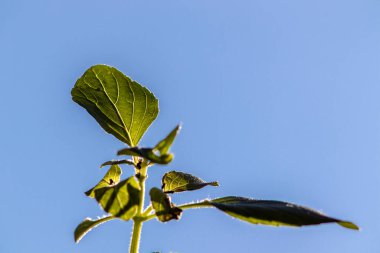 Ağaç Basili, Brezilya 'da mavi gökyüzü arka planına sahip bahçedeki Caraway bitkisi (Çalı Fesleğeni, Ahşap Gratissimum)