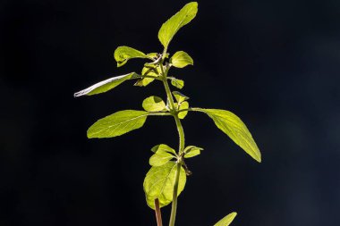 Ağaç fesleğeni, Brezilya 'daki Caraway bitkisi (Çalı fesleğeni, Ahşap tatmini)