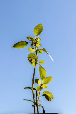 Ağaç Basili, Brezilya 'da mavi gökyüzü arka planına sahip bahçedeki Caraway bitkisi (Çalı Fesleğeni, Ahşap Gratissimum)