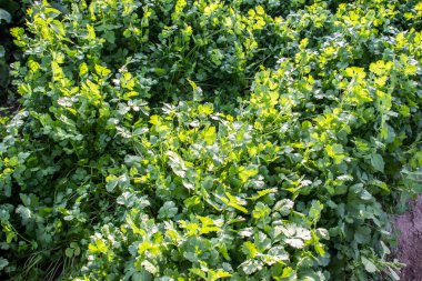Kişniş kişniş otu Brezilya 'da bir aile çiftliğine serpilip sulanan bir bahçede ayrıntı bırakır.
