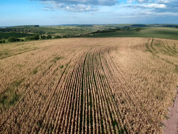 Luchtfoto Van Drone Van Een Maïsplantage Brazilië — Stockfoto