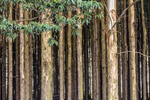 Лес Эвкалипта Штате Сан Паулу Бразилия — стоковое фото
