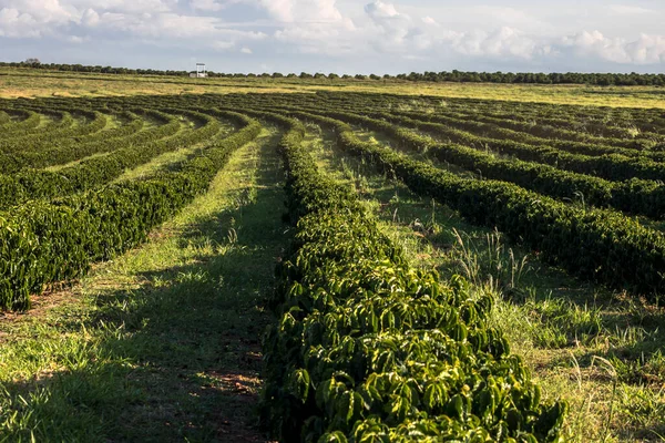 Vista Del Campo Café Verde Brasil —  Fotos de Stock