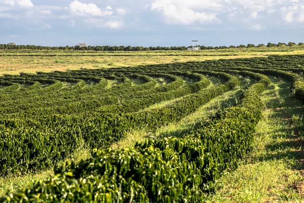 ブラジルの緑のコーヒー畑の眺め — ストック写真