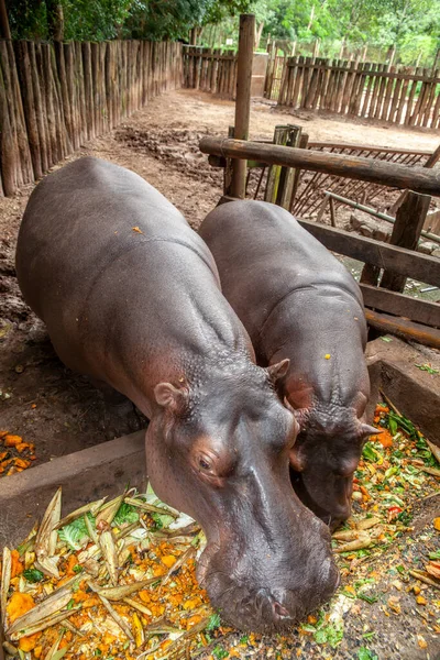 hippos eat their food in the confined space of a zoo