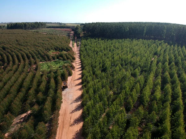 Aerial view of a young Eucalyptus plantation in Brazil