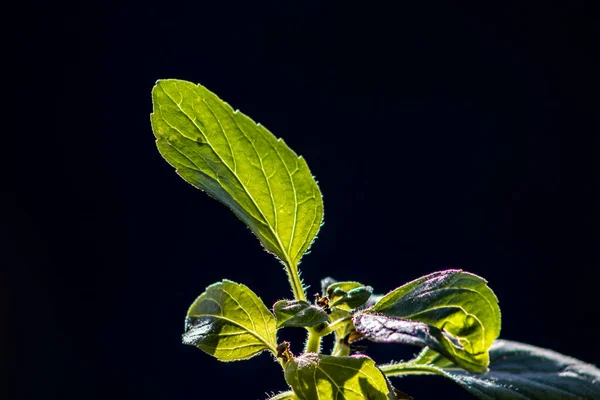 Manjericão Árvore Planta Alcaravia Jardim Manjericão Arbustivo Ocimum Gratissimum Brasil — Fotografia de Stock