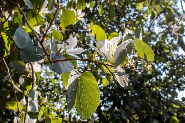 Βραζιλιάνικη Ορχιδέα Pata Vaca Bauhinia Forficata Δέντρο Της Οικογένειας Fabaceae — Φωτογραφία Αρχείου