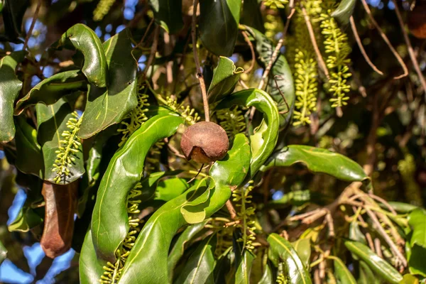 Blomstret Makadamiahage Macadamia Integrifolia Brasil – stockfoto