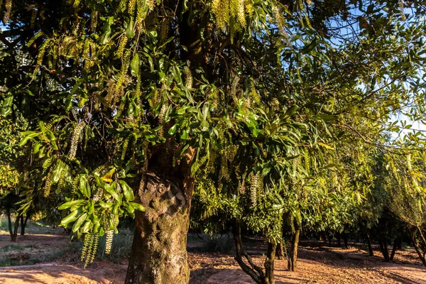 Забуті Саді Макадамії Macadamia Integrifolia Бразилії — стокове фото