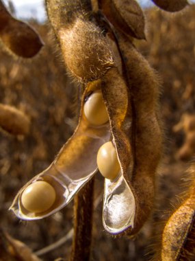 Mato Grosso State, Brezilya 'da seçici odaklı soya bitkisinin ayrıntıları