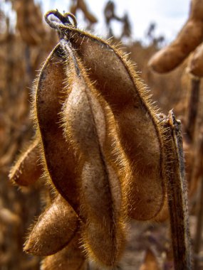 Mato Grosso State, Brezilya 'da seçici odaklı soya bitkisinin ayrıntıları